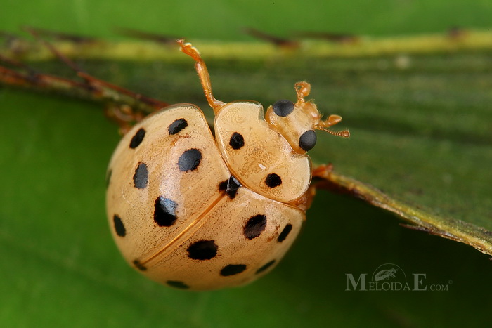 Harmonia sedecimnotata